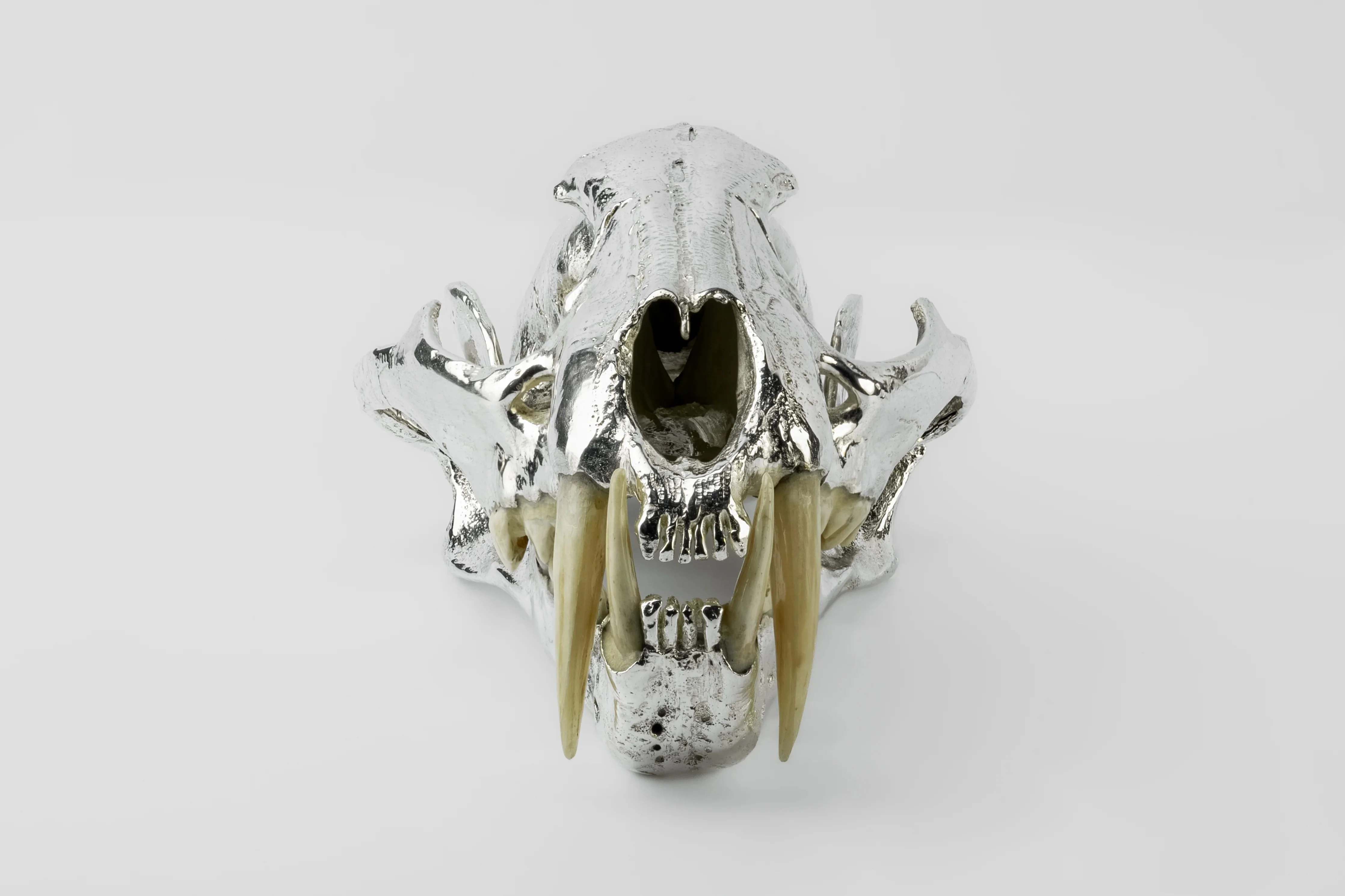 Leopard Skull (CR+MB) - Image 2